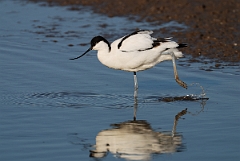 David Plant Photography - Wildlife Photography - Avocet - G